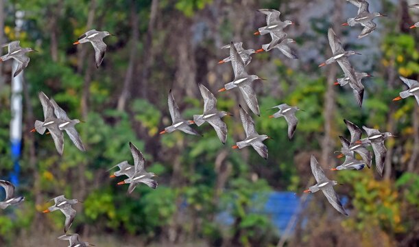 Flock of Cranes Flying Over Lake With Forest Background