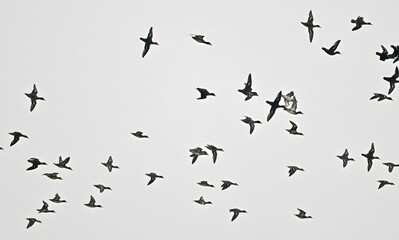 Fototapeta premium Flock of Birds Flying Free Across Sky - Bird Silhouettes
