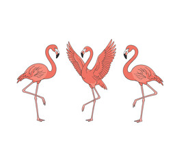 Naklejka premium Group of Three Pink Flamingos in Various Poses, Elegant Tropical Birds Vector Illustration, Minimalist Exotic Wildlife Design for Summer Theme