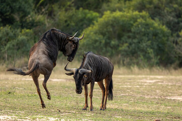 Wildebeest, Connochaetes taurinus, Pair. Two wildebeest in a confrontation, with one rearing up on its hind legs.