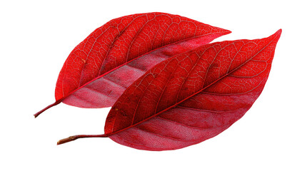 Two vibrant, autumn-hued leaves with pronounced veins set against a stark black background