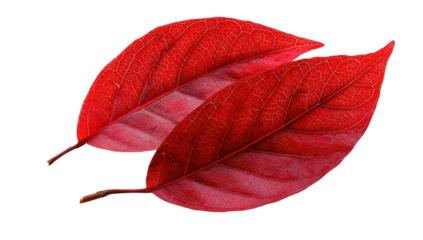 Two vibrant, autumn-hued leaves with pronounced veins set against a stark black background