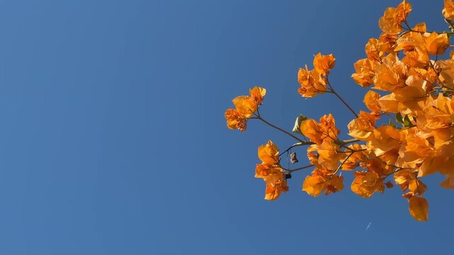 Orange bougainvillea flowers against simple blue sky, offering vibrant natural background