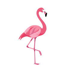 Obraz premium Elegant Pink Flamingo Standing on One Leg Isolated on White Background Vector Illustration for Tropical Summer Design and Nature Themes