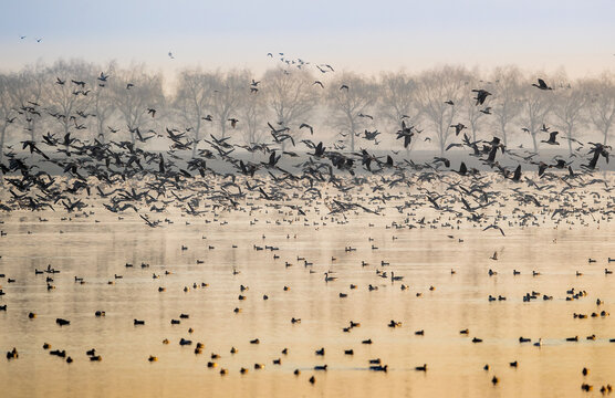 Migratory Bird Flocks at Fuhe Wetland in Morning Mist