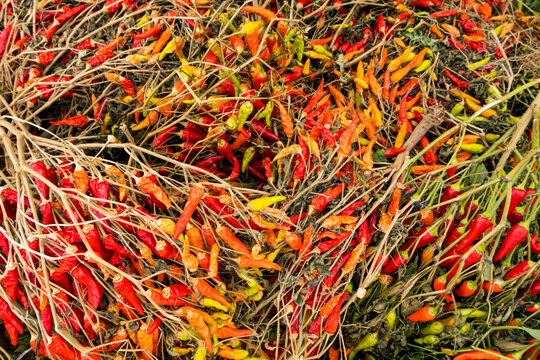 Capsicum annuum, a stack of fresh red chilies at Yakima market.