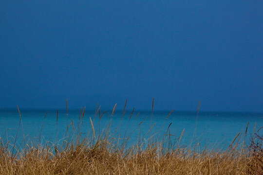 Close up of shore grass along the Strait of Juan de Fuca, deep blue sky meeting a blue sea.