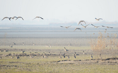 Migratory Geese Flock at Wetland Lake During Wintering Season