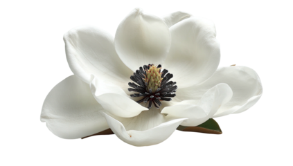 Isolated, pristine white blossom with dark center, petals elegantly spread