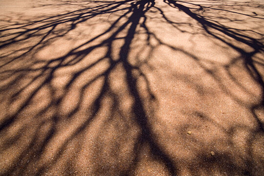 Shadows of spreading tree branches without leaves on a pavement.