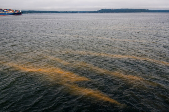 Red tide in the water, an algal bloom of the paralytic shellfish poison which develops under certain environmental conditions.