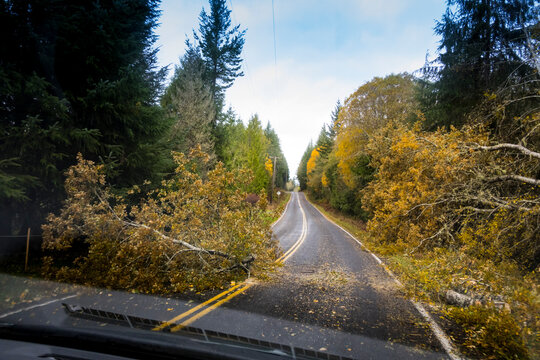 Fallen tree across a road, view from the driver's seat of a car.