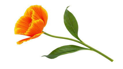 Single orange tulip with green leaves