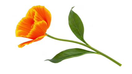 Single orange tulip with green leaves