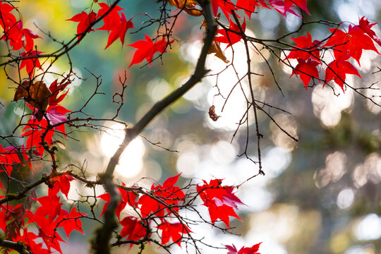 Washington Park Arboretum, the red autumn colours of the leaves of a Japanese maple tree.