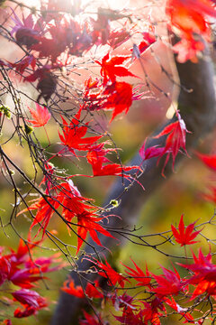 Washington Park Arboretum, the red autumn colours of the leaves of a Japanese maple tree.