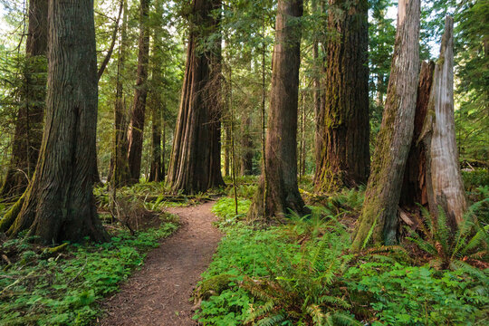 Trail through old growth red cedar and fir trees, Lake Crescent, Olympic National Park, Port Angeles