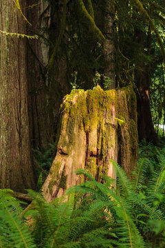 Old growth cedar tree stump with logger's wedge cuts, Port Angeles