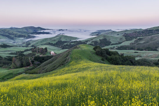 The landscape of the Napa Valley near Paso Robles, and the coastline, meadows of flowering yellow mustard crop.