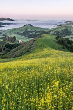 The landscape of the Napa Valley near Paso Robles, and the coastline, meadows of flowering yellow mustard crop.