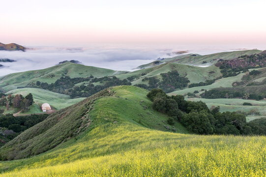 The landscape of the Napa Valley near Paso Robles, and the coastline, meadows of flowering yellow mustard crop.