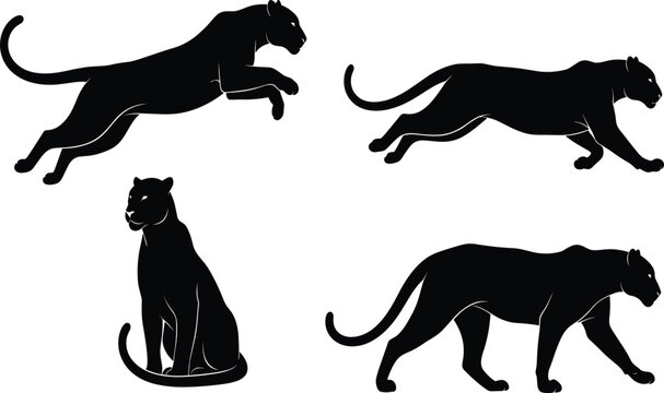 Black silhouette set of a panther or leopard in different poses including jumping walking and sitting isolated on a white background for design