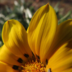 日本で冬にガザニアが黄色い花を咲かせています