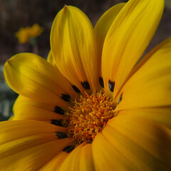 日本で冬にガザニアが黄色い花を咲かせています