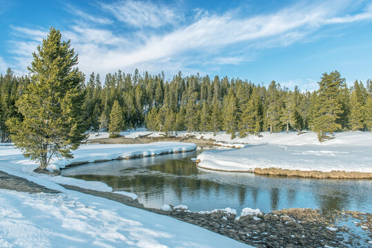 Gibbons River, water flowing around a bend in the river course, snow on the ground and pine forests.