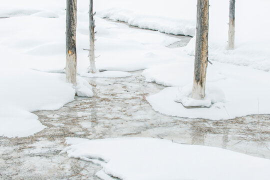 Yellowstone National Park, Snowy Bobby Socks Trees, Trees killed by the geothermal runoff which have absorbed minerals from the hot springs