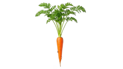 Fresh orange carrot with green leaves