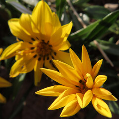 日本で冬にガザニアが黄色い花を咲かせています