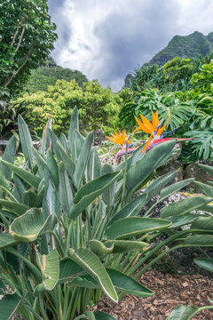 Strelitzia reginae, in Limahuli Gardens and Preserve, the botanical gardens, close up of a flowering bird of paradise with bright orange petals.