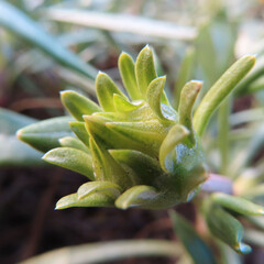 日本で冬にガザニアが黄色い花を咲かせています