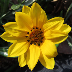 日本で冬にガザニアが黄色い花を咲かせています