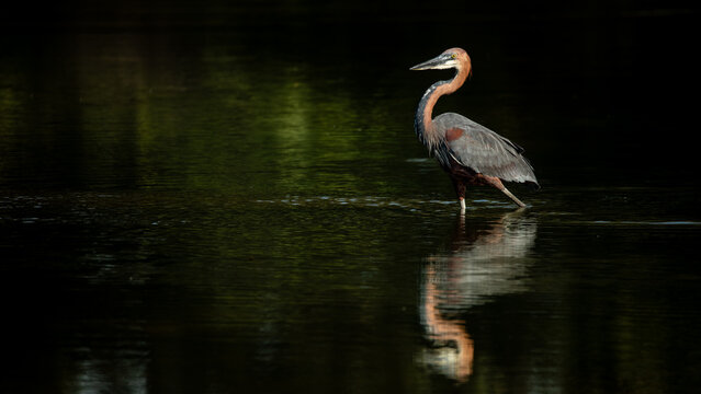Goliath heron, Ardea goliath, walking in water.