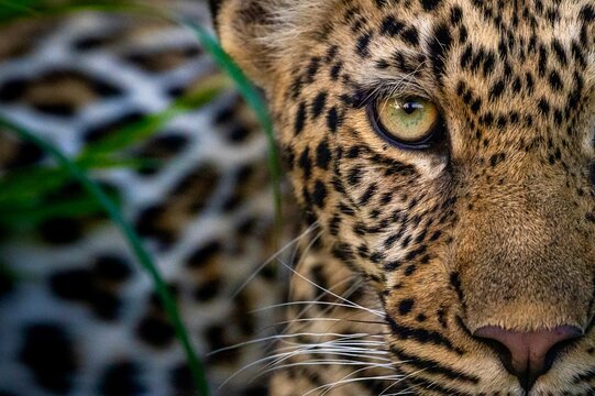 Leopard, Panthera pardus, close-up portrait of face.