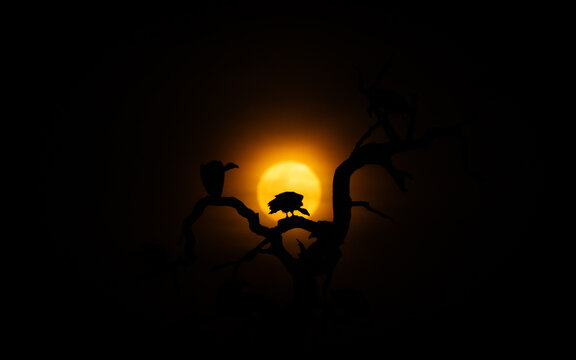 White‑backed vulture, Gyps africanus, silhouette at moonrise.