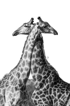 Giraffe, Giraffa camelopardalis, two standing together necks crossed, in black and white.