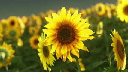 sunflower macro close up showing detailed texture and sharp pollen grains, radiant yellow petals and defined seed head framed by soft bokeh, intimate botanical © icetray