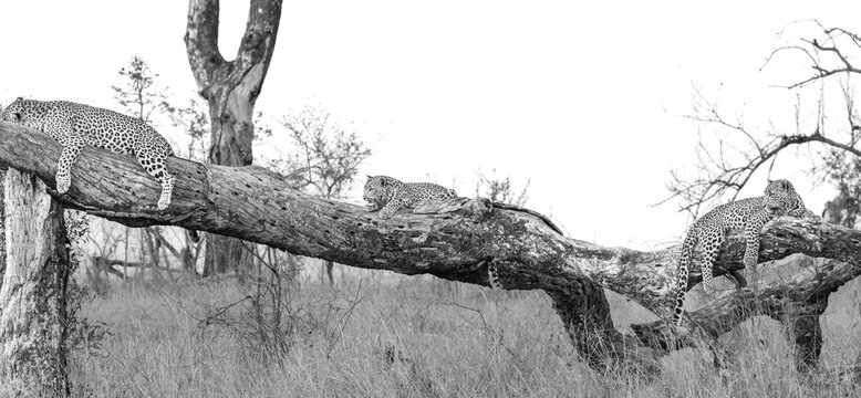 Leopard, Panthera pardus, female leopard lying on log with her two cubs, in black and white.