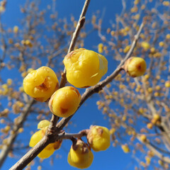 日本で冬にロウバイが黄色い花を咲かせています