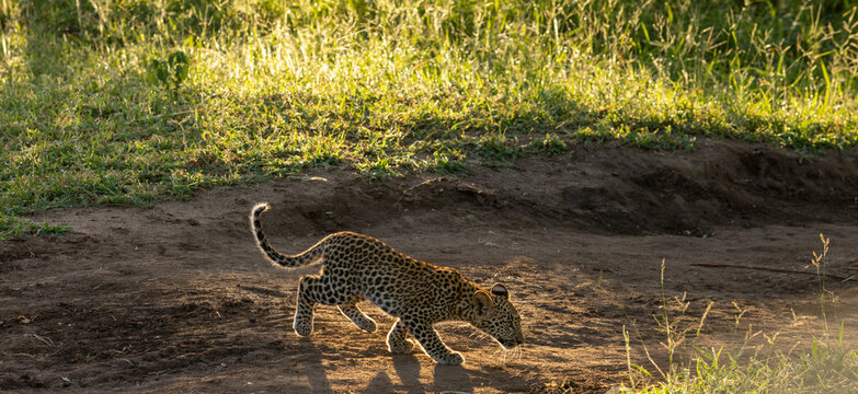 Leopard, Panthera pardus, cub walking in the wilderness.