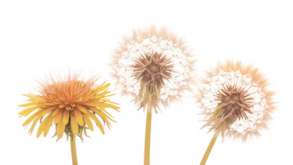 Obraz premium Three dandelions in full bloom