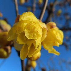 日本で冬にロウバイが黄色い花を咲かせています