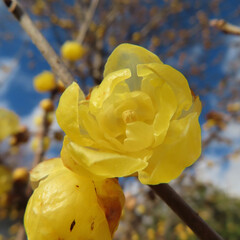 日本で冬にロウバイが黄色い花を咲かせています