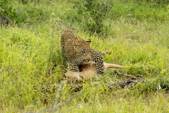 Leopard, Panthera pardus, young male leopard with an impala kill, in the grass.