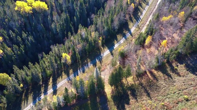 Drone video descending towards a small dirt forest path winding through the forest amidst mountains ablaze with autumn colours. Mont-Castor, Matane, Quebec, Canada, 2025.