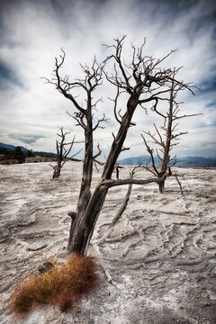 Barren dead tree rises from the dry terraces of Canary Spring at Mammoth Hot Springs in Yellowstone National Park, Wyoming.