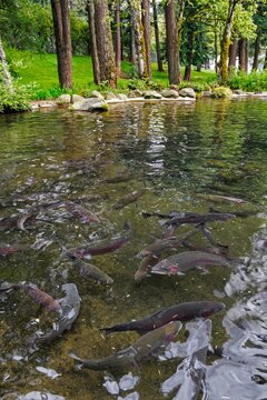 Rainbow trout swim in a clear pond at Bonneville Dam Fish Hatchery in Oregon, a site for conservation and fish rearing.
